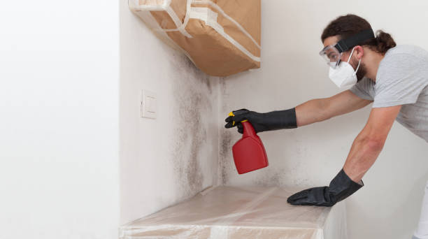 Professional Basement Mold Removal technician working in Penney Farms, FL