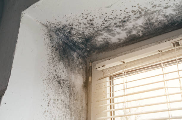 Affordable Basement Mold Removal solutions in Penney Farms, FL